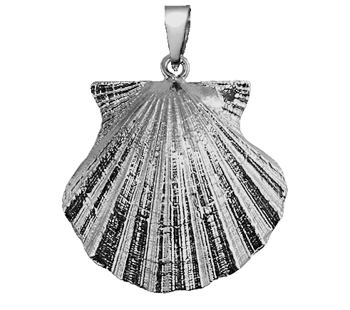 Scallop Large